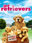 Gold Retrievers poster