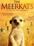 Meerkats poster