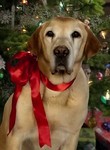 A Dog Named Christmas
