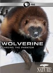 Nature: Wolverine: Chasing the Phantom